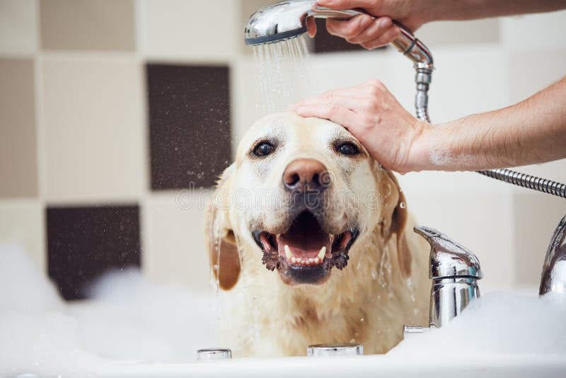 Hundewanne im Badezimmer stockfoto. Bild von pflegen - 258054576