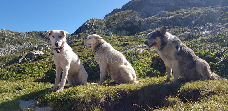 9 Hundehimmel Fotos Kostenlose und RoyaltyFree StockFotos von