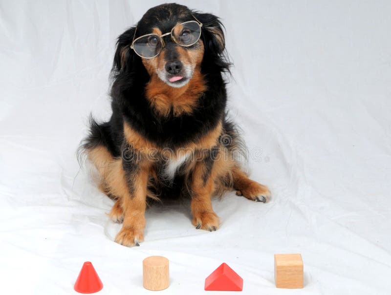 Hund-IQ-Test Bild von intelligenz -