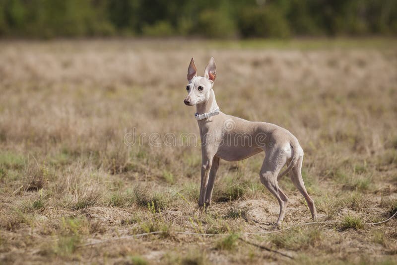 Coursing training. Small Dog Italian Greyhound pursues bait in the field. Coursing training. Small Dog Italian Greyhound pursues bait in the field.