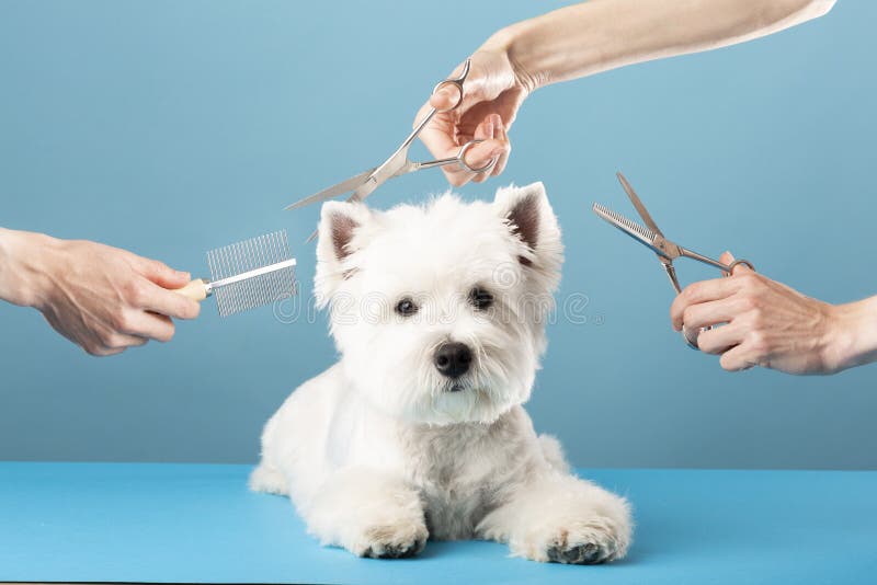 Hunden får hårklippta vid spa-grooming salon för sällskapsdjur. Stängning av hund. hunden har en hårklippning. kamma hårgroomerkon royaltyfri bild