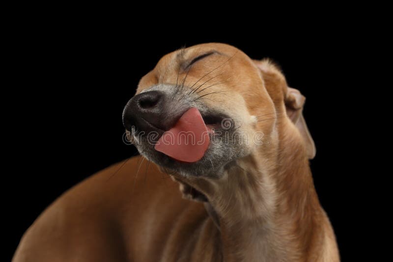 Hunden för den italienska vinthunden för closeupen som isolerade den gulliga slickades med nöje, svart