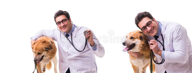 Hunden för golden retriever för veterinärdoktor som den undersökande isoleras på vit arkivbilder Hunden för golden retriever för veterinärdoktor som den undersökande isoleras på vit arkivbilder