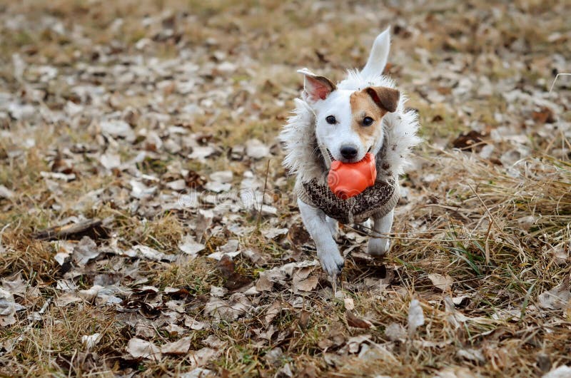 Hunden Jack Russell Terrier kör till och med parkera med en leksak i hans tänder fotografering för bildbyråer Hunden Jack Russell Terrier kör till och med parkera med en leksak i hans tänder fotografering för bildbyråer