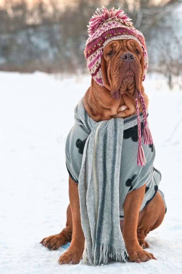 hunden klädde tröjan för snow för hattscarfen den sittande arkivfoto hunden klädde tröjan för snow för hattscarfen den sittande arkivfoto
