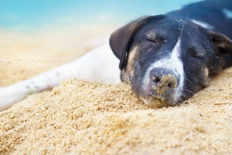 Dog relax sleeping on the sand beach summer day. Dog relax sleeping on the sand beach summer day