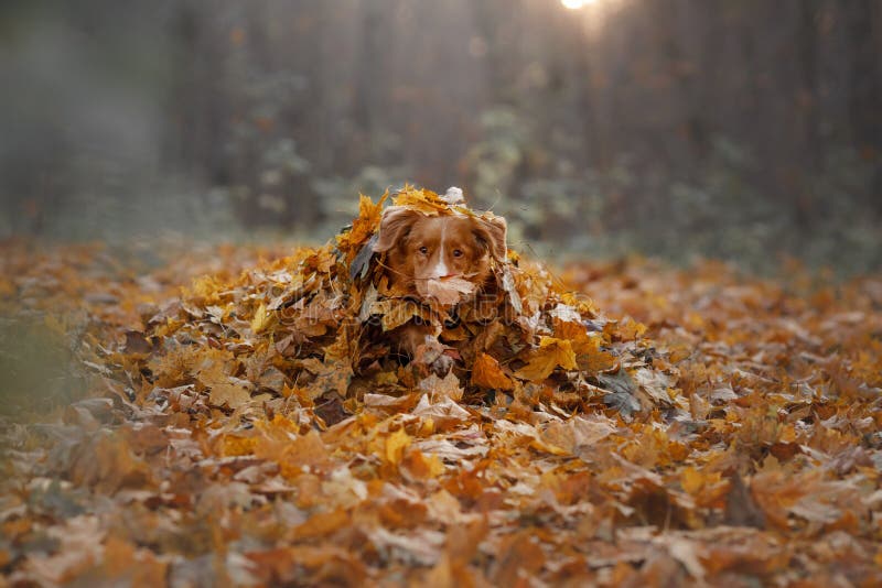 Hunden ligger i höstsidorna husdjur i parkera Toller i natur arkivbild Hunden ligger i höstsidorna husdjur i parkera Toller i natur arkivbild