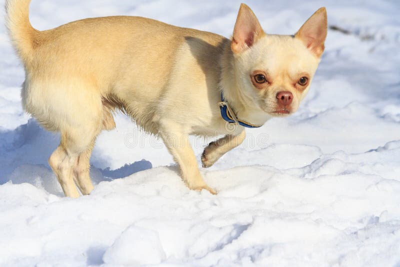 Hunden med en gullig framsida är i snön royaltyfria foton Hunden med en gullig framsida är i snön royaltyfria foton