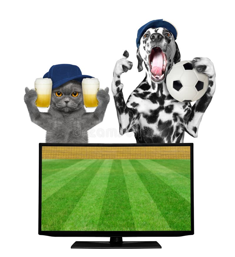 Hunden och katten med bollen och öl fläktar fotbollmästerskap royaltyfri fotografi Hunden och katten med bollen och öl fläktar fotbollmästerskap royaltyfri fotografi