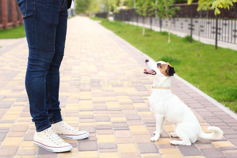 Hunden och ägaren Jack Russell Terrier i förväntan av går i parkerar, på gatan, patienten och lydigt Utbildning och drev royaltyfria bilder Hunden och ägaren Jack Russell Terrier i förväntan av går i parkerar, på gatan, patienten och lydigt Utbildning och drev royaltyfria bilder