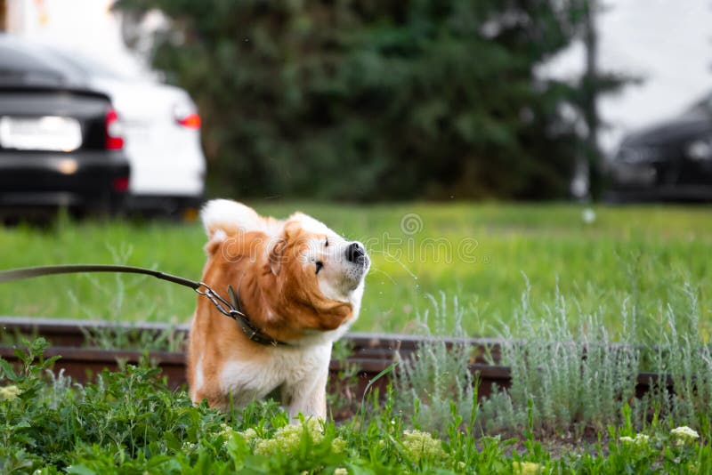 The dog breed American Akita shakes off and drools in all directions on a walk in the park. Funny red-haired pet with white color shakes off in the city against the background of rails and cars. The dog breed American Akita shakes off and drools in all directions on a walk in the park. Funny red-haired pet with white color shakes off in the city against the background of rails and cars