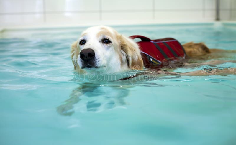 Hunden simmar i simbassäng royaltyfri foto Hunden simmar i simbassäng royaltyfri foto