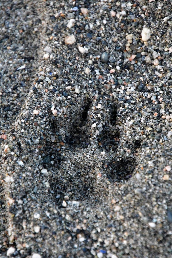 Hunden tafsar trycket är på stranden arkivfoton Hunden tafsar trycket är på stranden arkivfoton