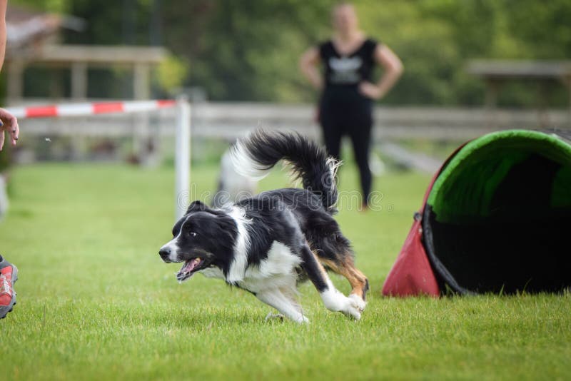 Hunden tricolor border collie kör på vighetkonkurrens royaltyfria foton Hunden tricolor border collie kör på vighetkonkurrens royaltyfria foton