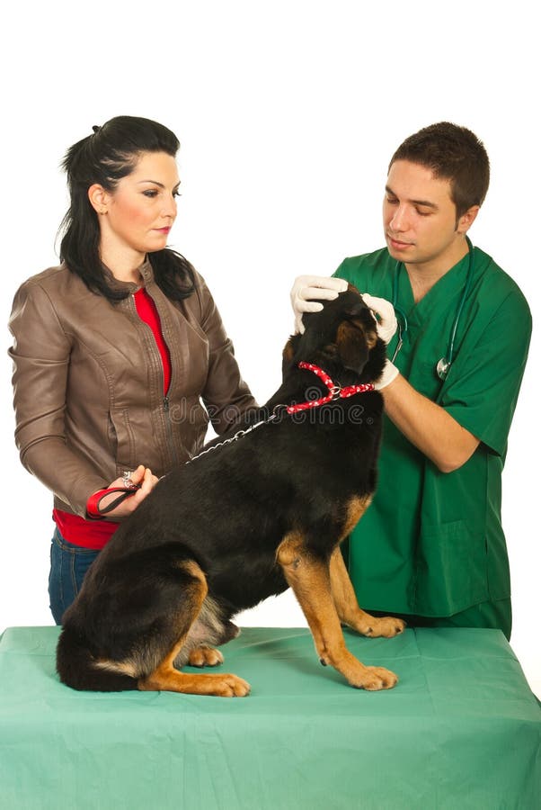 hunden undersöker veterinär- royaltyfria bilder hunden undersöker veterinär- royaltyfria bilder