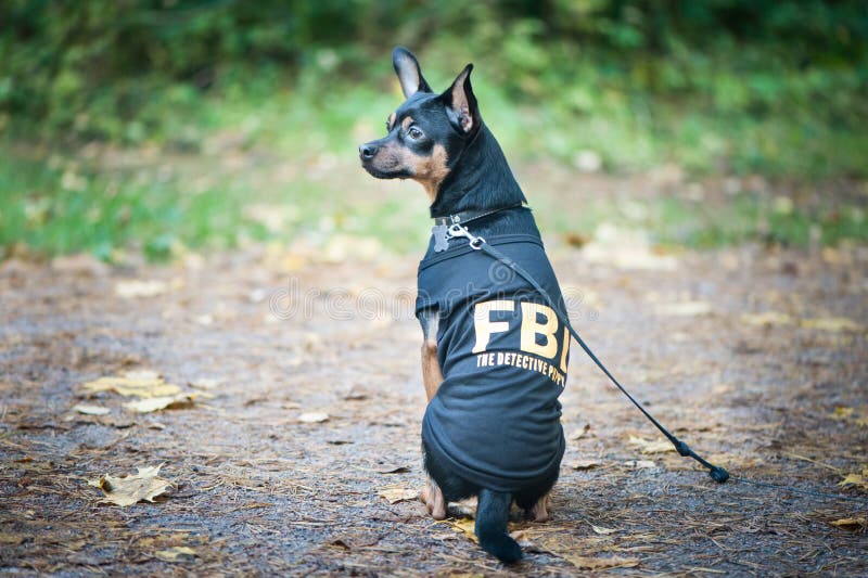 Hunden är en FBI-agent Rolig valpleksakterrier i dräkten fbi royaltyfria bilder Hunden är en FBI-agent Rolig valpleksakterrier i dräkten fbi royaltyfria bilder