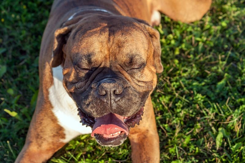 Hunden är en tysk boxareavel med stängda ögon och öppnar käkar på det gröna gräset arkivbilder Hunden är en tysk boxareavel med stängda ögon och öppnar käkar på det gröna gräset arkivbilder