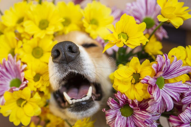 dog nose peeks out of yellow and pink chrysanthemum flowers. dog sneeze in allergy season. High quality photo. dog nose peeks out of yellow and pink chrysanthemum flowers. dog sneeze in allergy season. High quality photo