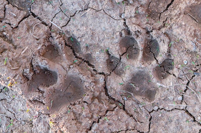Dog paw prints on wet ground close-up. Dog paw prints on wet ground close-up.