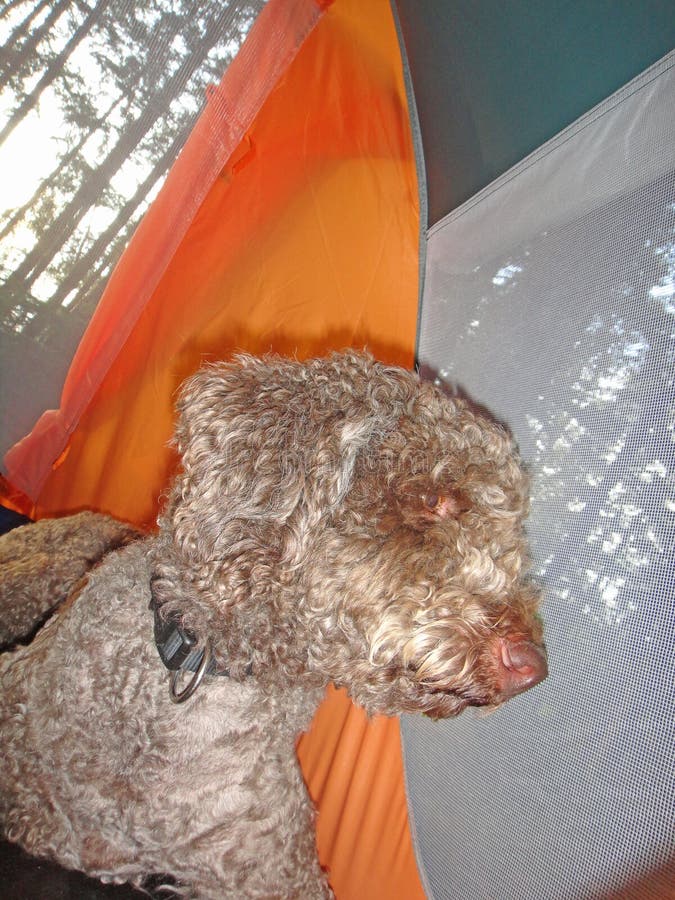 Hundeporträttrüffeljagd lagotto romagnolo auf Waldkampierender Makrohintergrundschöner kunst in den Druckprodukten der hohen Qual stockbilder Hundeporträttrüffeljagd lagotto romagnolo auf Waldkampierender Makrohintergrundschöner kunst in den Druckprodukten der hohen Qual stockbilder