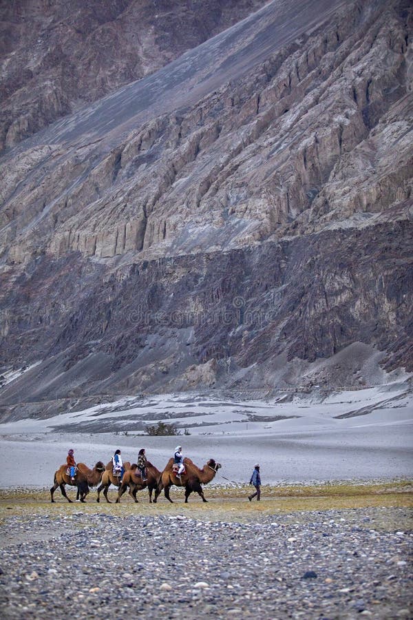 Sand Dunes Nubra Valley Cold Desert Ladakh Stock Photos - Free