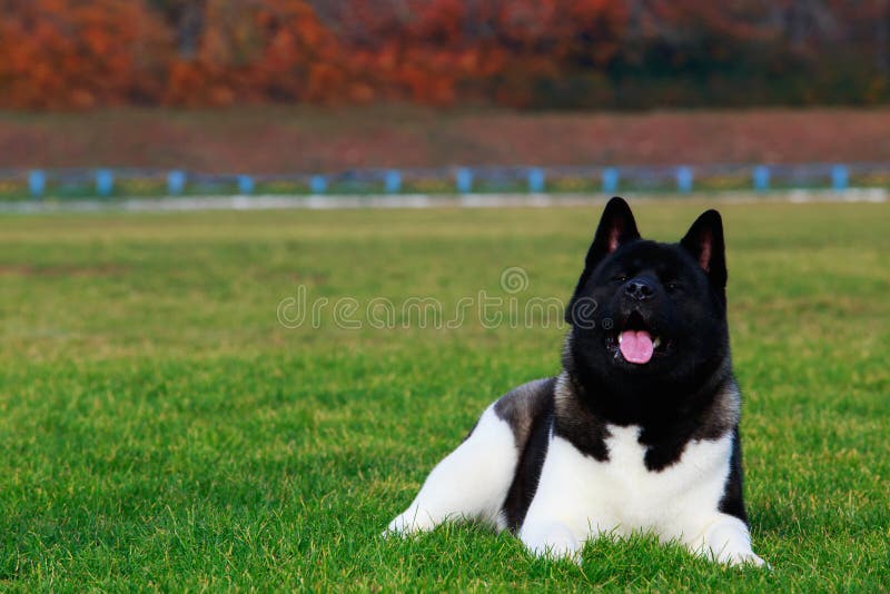 Hunderasse-Amerikaner Akita stockfotografie Hunderasse-Amerikaner Akita stockfotografie