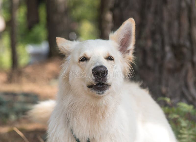 Chienberger Blanc Suisse Im Sommerwald, Den Der Hund Heult Und Bellt