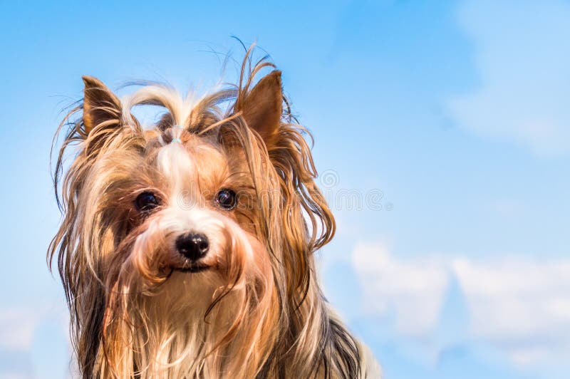 Hunderassebiber-Yorkshire-Terrier Nahaufnahmeporträt gegen einen blauen Himmel und Wolken Mädchen lizenzfreies stockfoto Hunderassebiber-Yorkshire-Terrier Nahaufnahmeporträt gegen einen blauen Himmel und Wolken Mädchen lizenzfreies stockfoto