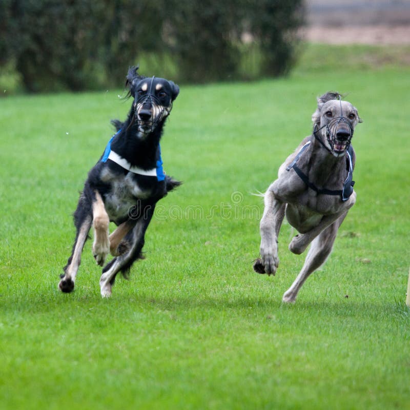 Two afghan hounds in dog race sprinting. Two afghan hounds in dog race sprinting