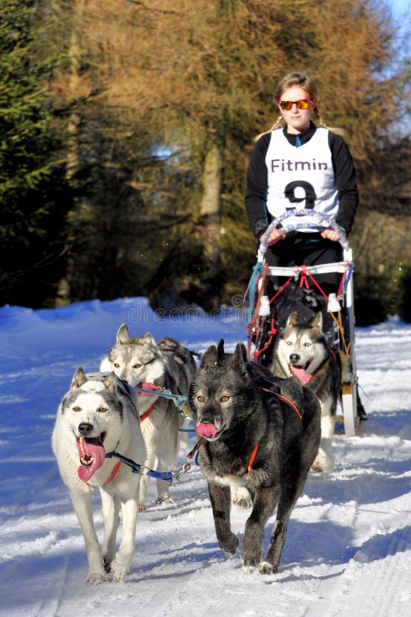  Foto zu Hundeschlittenrennen redaktionelles stockfotografie. Bild von satz 