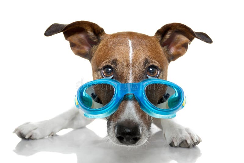 Hundeschutzbrillen