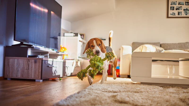 Hundespürhund, der zuhause ein grünes Seil holt