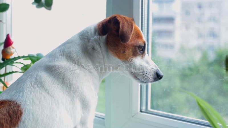 Hundesteckfassungs-Russell-Terrier sieht aus dem Fenster.