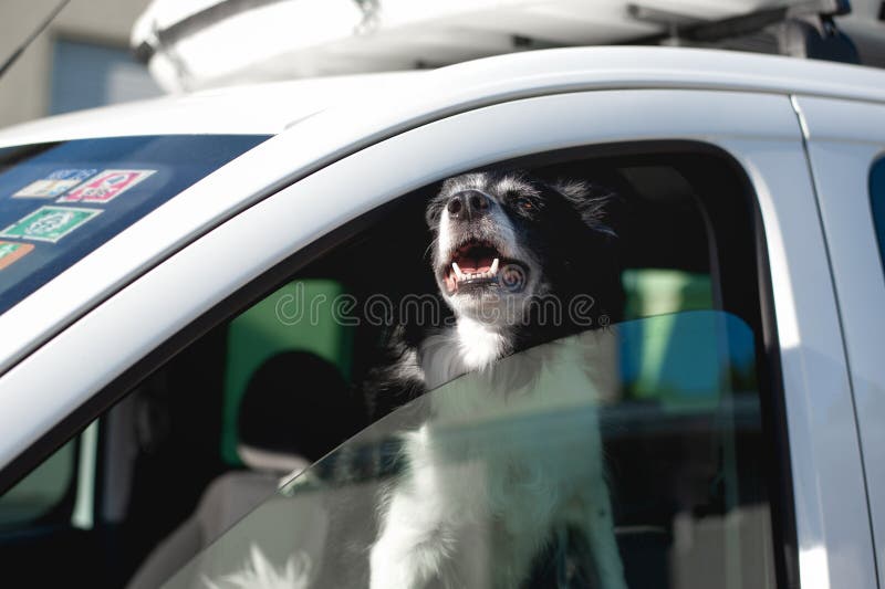 Hundestöße machen aus dem Autofenster heraus mundtot Schwarzweiss--Border collie im Auto im heißen Sommer lizenzfreie stockfotos Hundestöße machen aus dem Autofenster heraus mundtot Schwarzweiss--Border collie im Auto im heißen Sommer lizenzfreie stockfotos