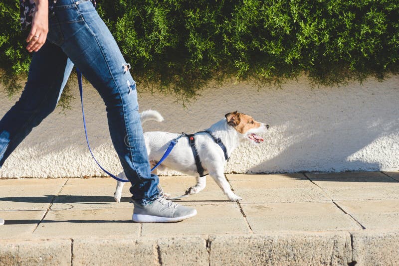 Hundewandererschritte mit seinem Haustier auf Leine beim Gehen an der Straßenpflasterung