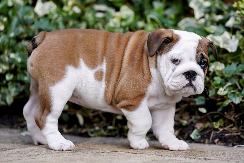 An 11 week old British Bull dog puppy. An 11 week old British Bull dog puppy.