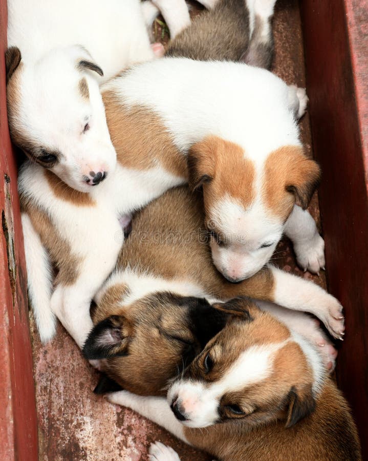 Hundewelpen. auch eine Familie. stockfoto