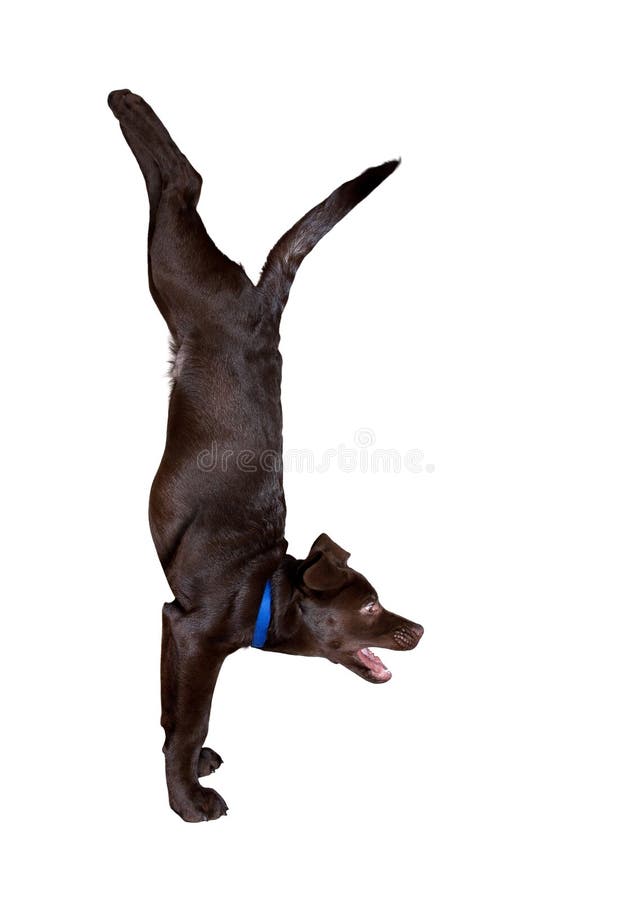 Dog doing Adho Mukha Vrikshasana handstand pose isolated at white background. Dog doing Adho Mukha Vrikshasana handstand pose isolated at white background