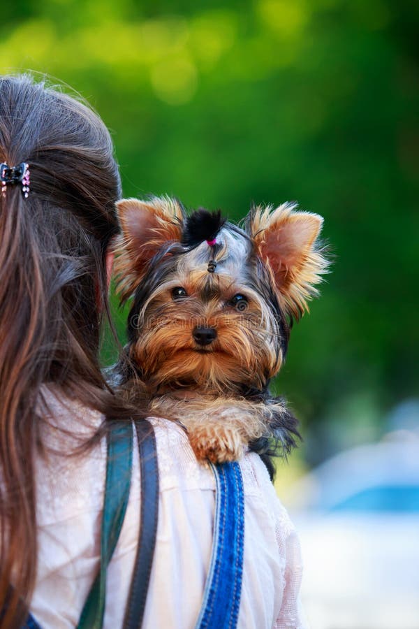 Hundezüchter Mini Yorkshire Terrier lizenzfreies stockbild Hundezüchter Mini Yorkshire Terrier lizenzfreies stockbild