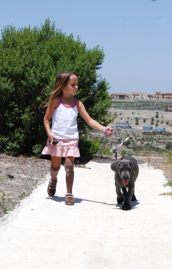 Little girl walking her new Great Dane puppy. Little girl walking her new Great Dane puppy