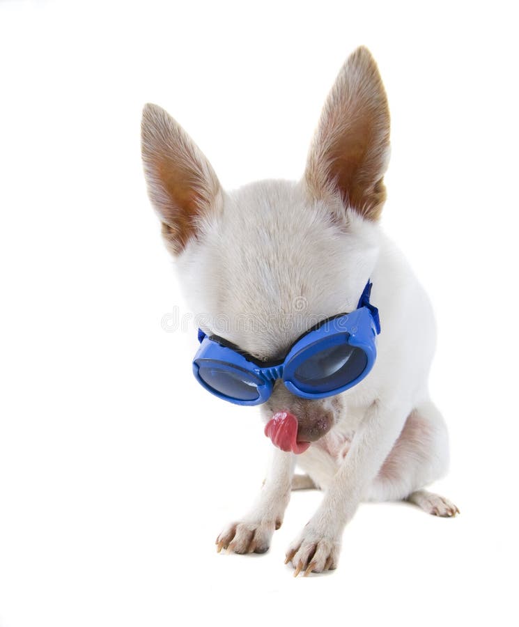 Hundgoggle arkivfoto. Bild av glasögon, angus, blandat 7364952