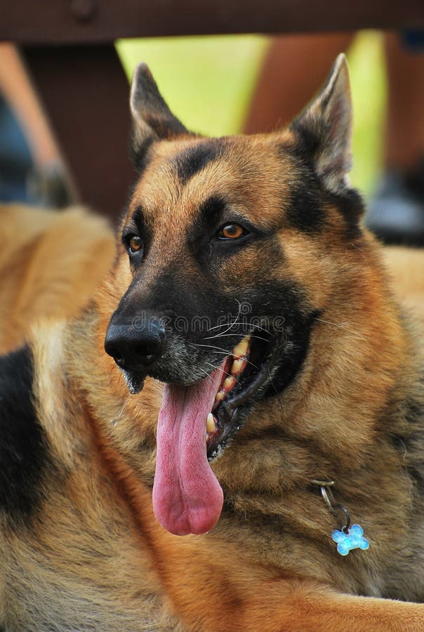 hundherde arkivfoton hundherde arkivfoton
