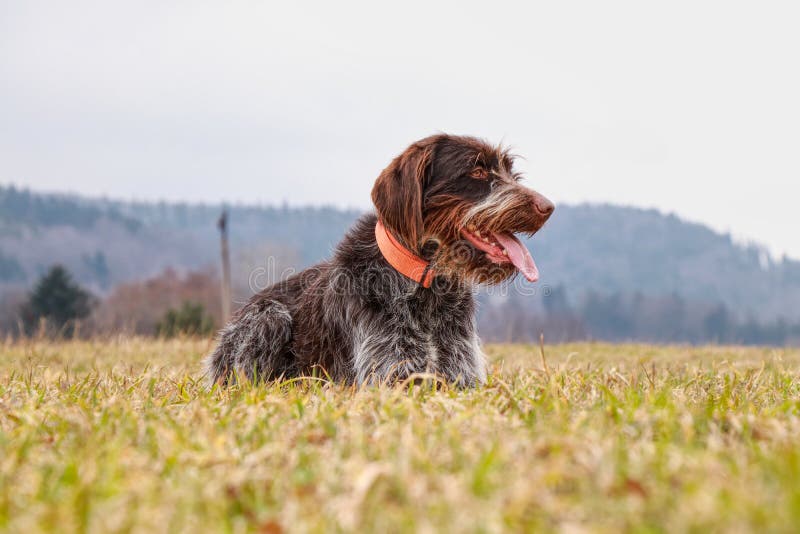 Hundhund - bohemisk tråd Haired peka Griffon som är full av lycka som håller ögonen på något på fältet, någon flyttning, något lj arkivfoton Hundhund - bohemisk tråd Haired peka Griffon som är full av lycka som håller ögonen på något på fältet, någon flyttning, något lj arkivfoton