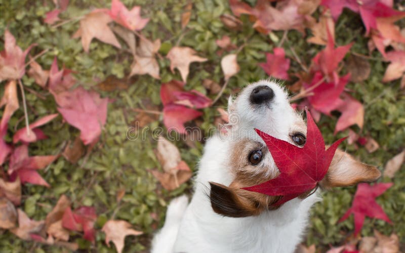 Hundhöstsidor FÖRTJUSANDE STÅENDE AV EN JACK RUSSELL TERRIER W fotografering för bildbyråer