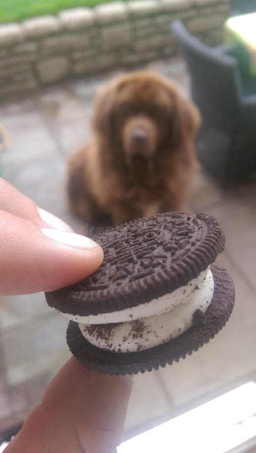 Fonzie the Newfoundland drools for an Oreo. Fonzie the Newfoundland drools for an Oreo