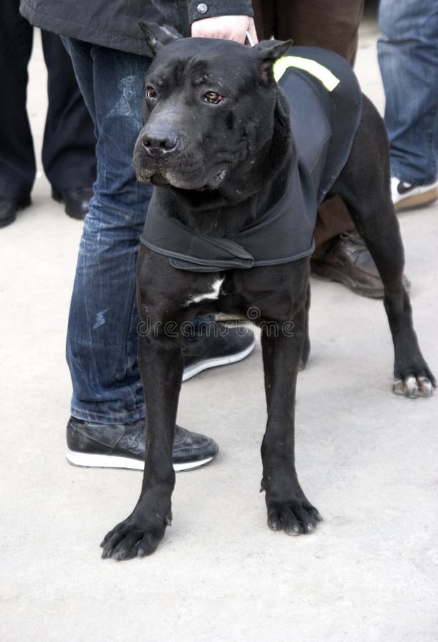 Hundpolis royaltyfri fotografi