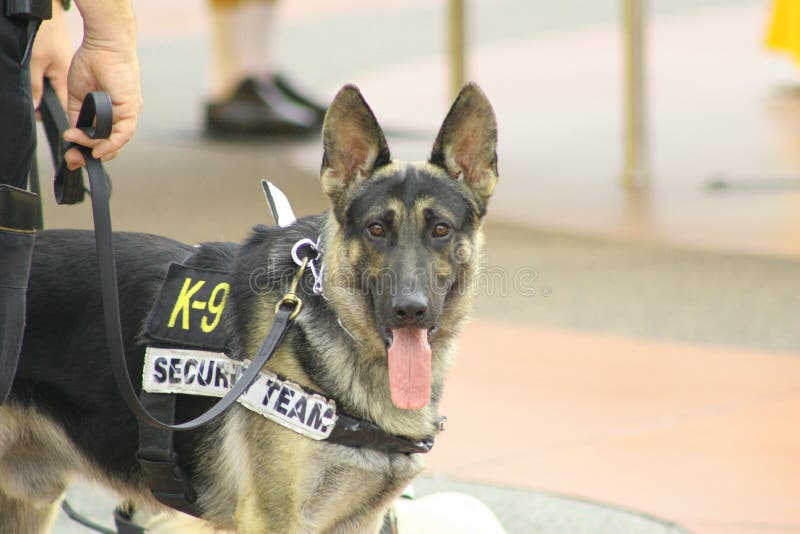 Hundpolis royaltyfri bild