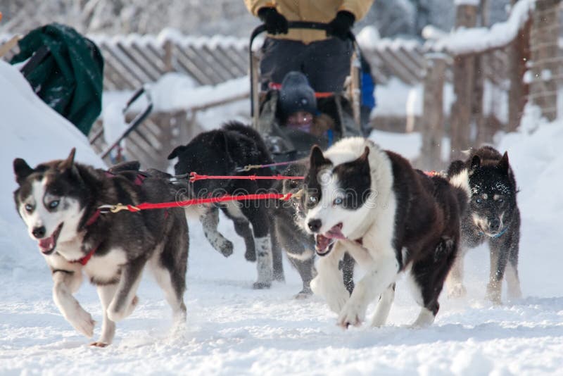 Sled dogs running on race in movement. Sled dogs running on race in movement