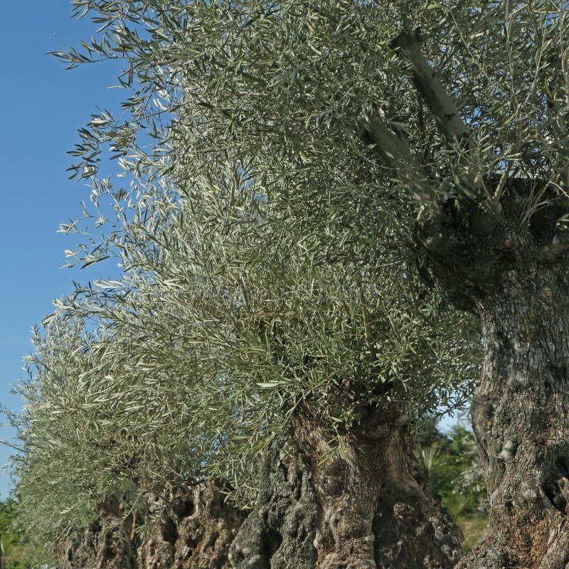 Hundredyearold Olive Trees Stock Image Image of summer, green