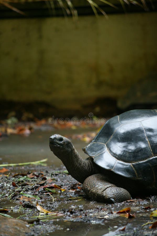 Hundred Year old Tortoise